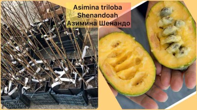 Asimina triloba Shenandoah Азимина Шенандо